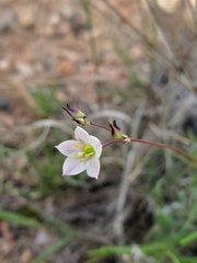 Phemeranthus confertiflorus