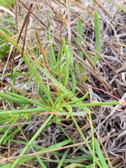 Phemeranthus confertiflorus