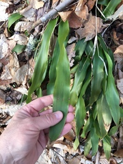 Carex fraseriana