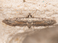 Eupithecia placidata