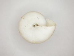 Mesomphix inornatus