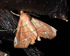 Syllectra