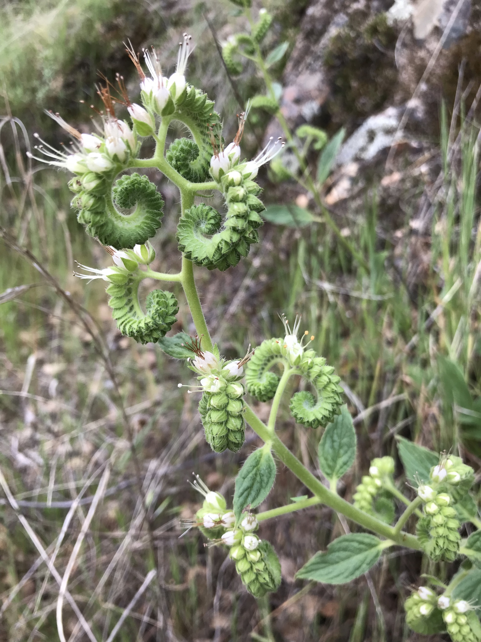 Phacelia imbricata