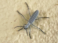 Epicauta costata