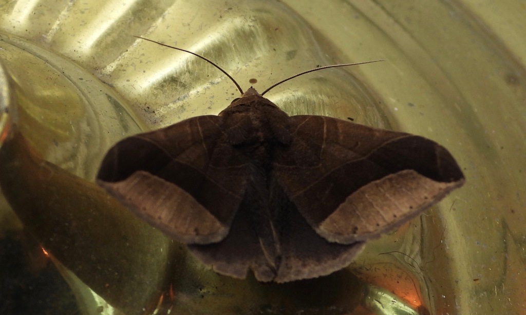 Pseudophisma aeolida