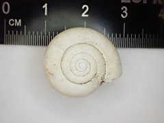Mesomphix inornatus