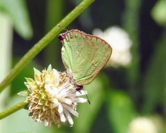 Cyanophrys herodotus
