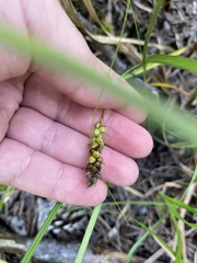 Carex striata