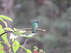 Colibri thalassinus