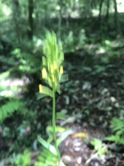 Platanthera cristata