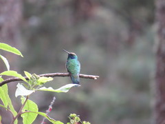 Colibri thalassinus