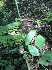 Platanthera cristata