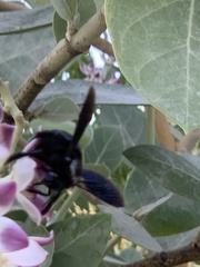 Xylocopa sulcatipes
