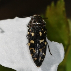 Acmaeodera ornata