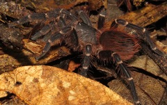 Acanthoscurria