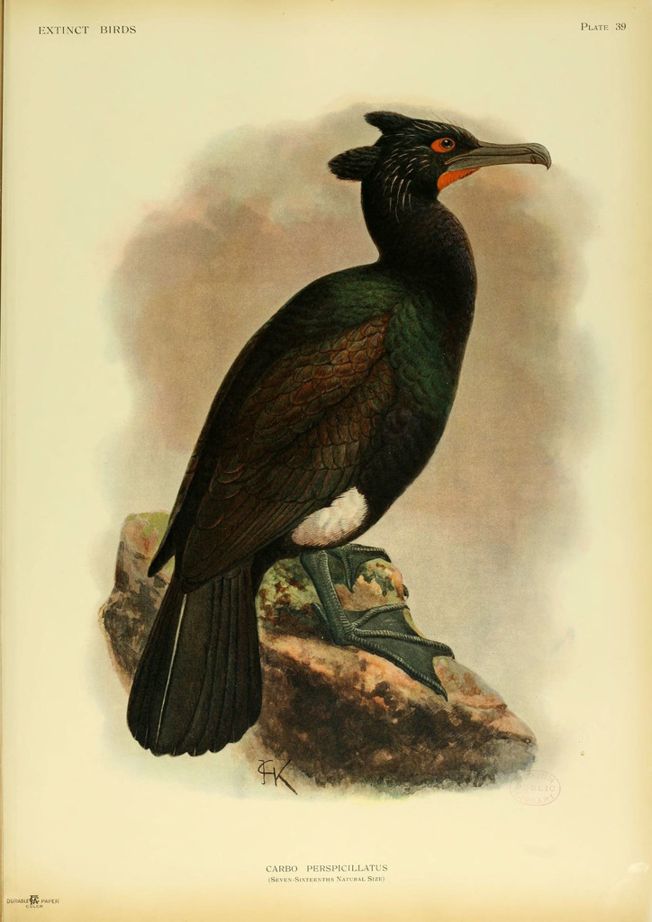 Pallas's Cormorant photo