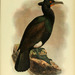 Phalacrocorax perspicillatus - Photo (c) Biodiversity Heritage Library, algunos derechos reservados (CC BY-NC-SA)