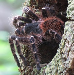 Acanthoscurria geniculata
