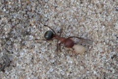 Formica sanguinea