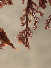 Microcladia coulteri