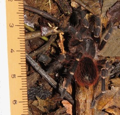 Acanthoscurria