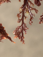 Microcladia coulteri