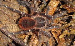 Acanthoscurria
