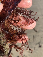 Microcladia coulteri