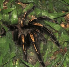 Ephebopus murinus