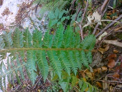 Polystichum × luerssenii
