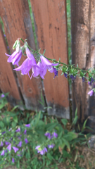 Campanula rapunculoides
