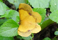 Erastria decrepitaria