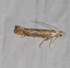 Isophrictis striatella