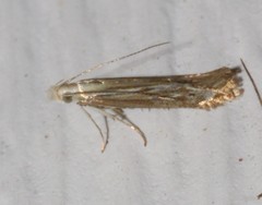 Isophrictis striatella
