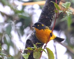 Anisognathus lacrymosus