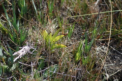 Platanthera dilatata leucostachys