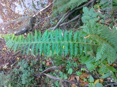 Polystichum × luerssenii