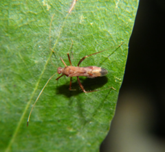 Paraxenetus guttulatus