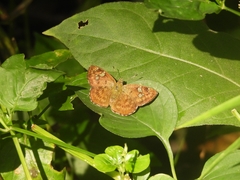 Pseudocoladenia dan