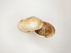 Mesomphix vulgatus
