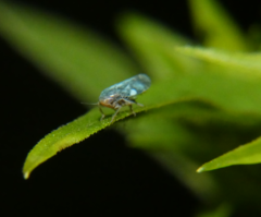 Xestocephalus brunneus