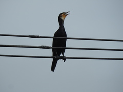 Phalacrocorax carbo