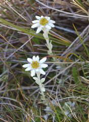 Leucogenes leontopodium