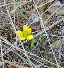 Ranunculus jovis