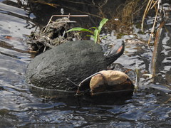 Trachemys scripta elegans