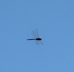 Rhionaeschna californica