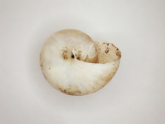 Mesomphix vulgatus
