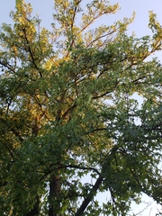 Liquidambar styraciflua
