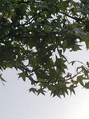 Liquidambar styraciflua