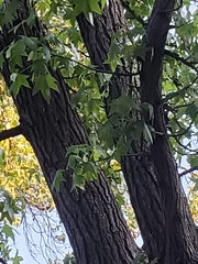 Liquidambar styraciflua